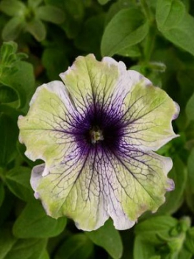 Coco Basket 12"- Petunia Amazonas Plum Cockatoo